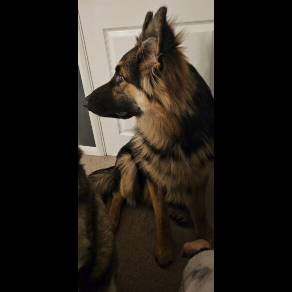 German Shepherd (Alsatian) - Dogs