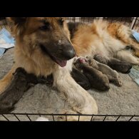 German Shepherd (Alsatian) - Dogs