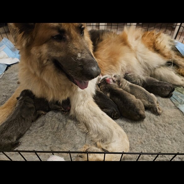 German Shepherd (Alsatian) - Dogs