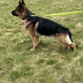 German Shepherd (Alsatian)