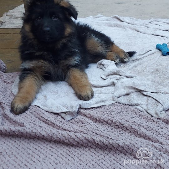 Long haired german shepherd puppy for sale near me discount