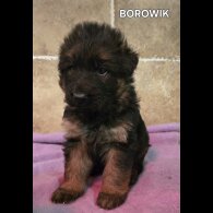 German Shepherd (Alsatian) - Both
