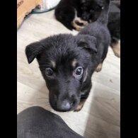 German Shepherd (Alsatian) - Both