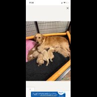 Golden Retriever - Both
