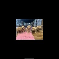 Golden Retriever - Both