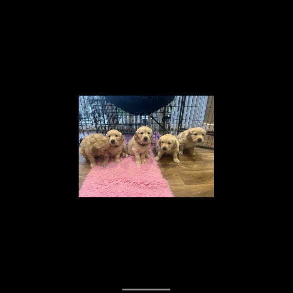 Golden Retriever - Both
