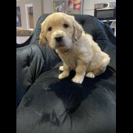 Golden Retriever - Both