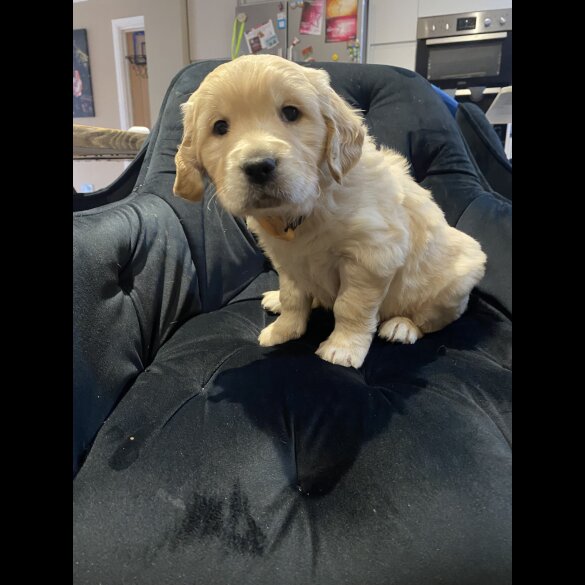 Golden Retriever - Both