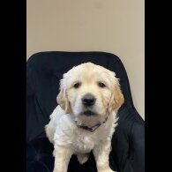 Golden Retriever - Both