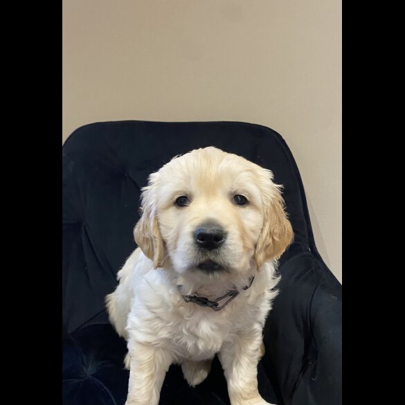 Golden Retriever - Both