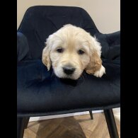 Golden Retriever - Both