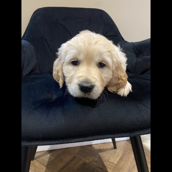 Golden Retriever - Both