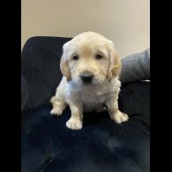 Golden Retriever - Both