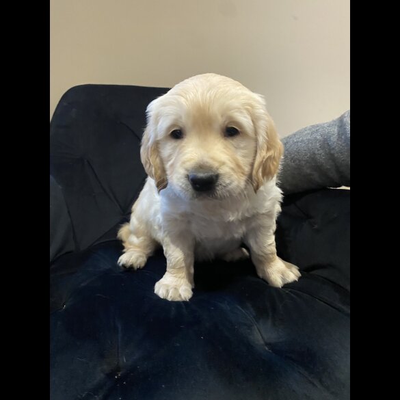Golden Retriever - Both