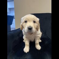 Golden Retriever - Both