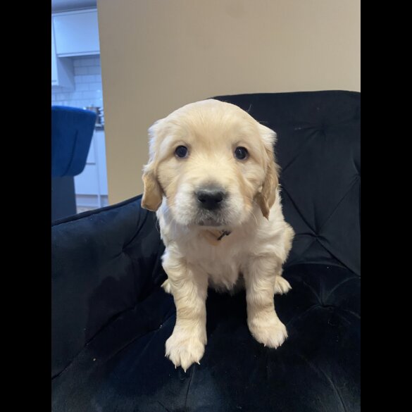 Golden Retriever - Both