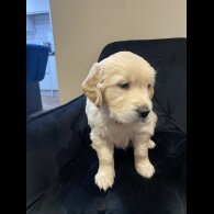 Golden Retriever - Both