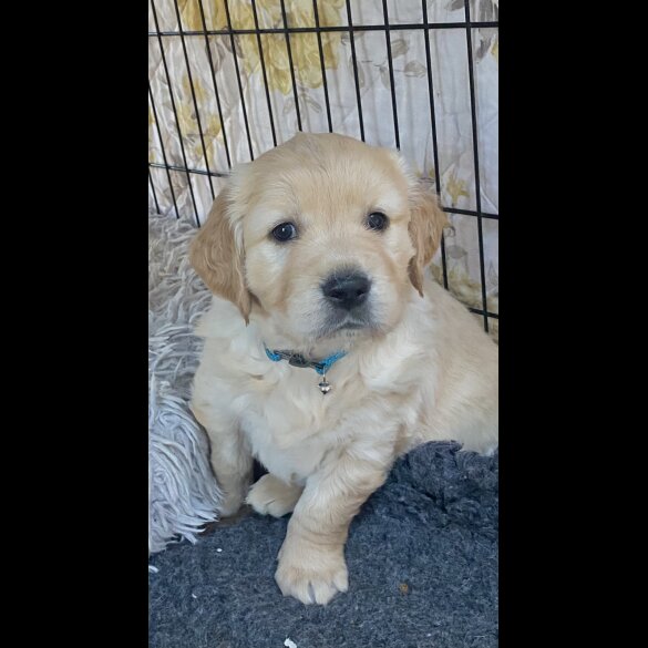 Golden Retriever - Both