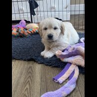 Golden Retriever - Both