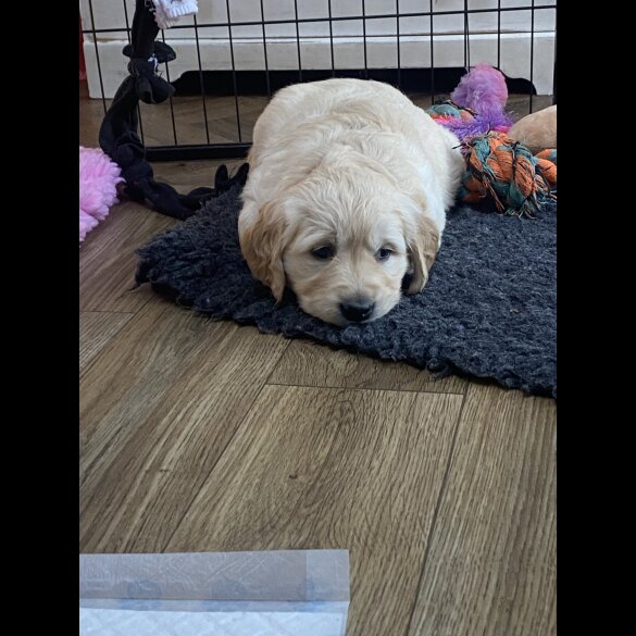 Golden Retriever - Both