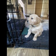 Golden Retriever - Both
