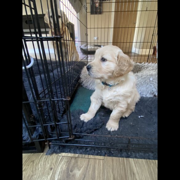 Golden Retriever - Both