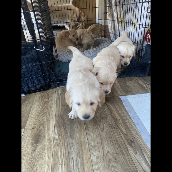 Golden Retriever - Both