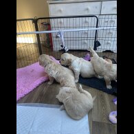 Golden Retriever - Both