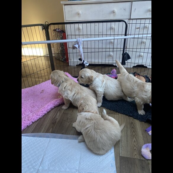Golden Retriever - Both
