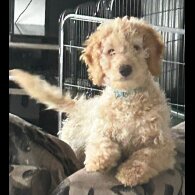 Goldendoodle - Both