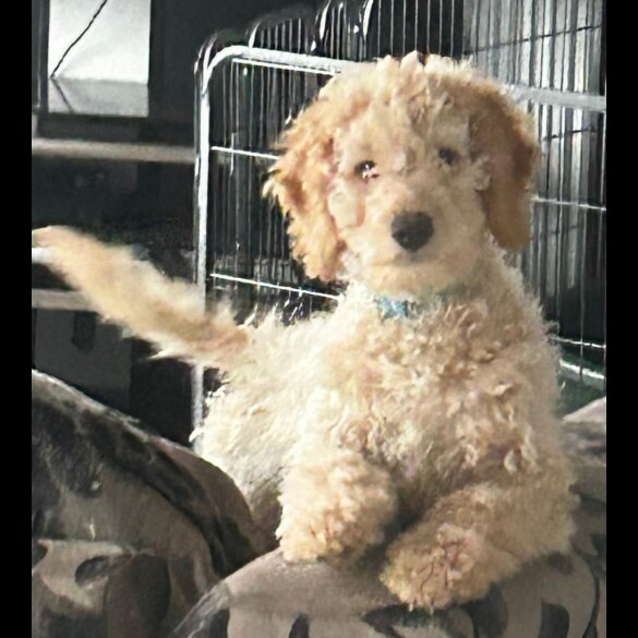 Goldendoodle - Both