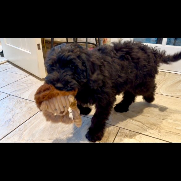 Goldendoodle - Both