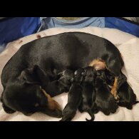 Dachshund (Standard &amp; Miniature) - Both