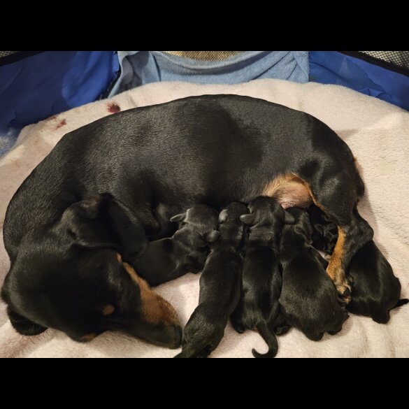 Dachshund (Standard &amp; Miniature) - Both