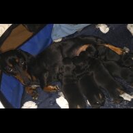 Dachshund (Standard &amp; Miniature) - Both