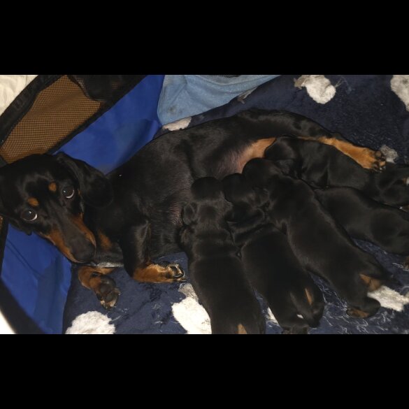 Dachshund (Standard &amp; Miniature) - Both