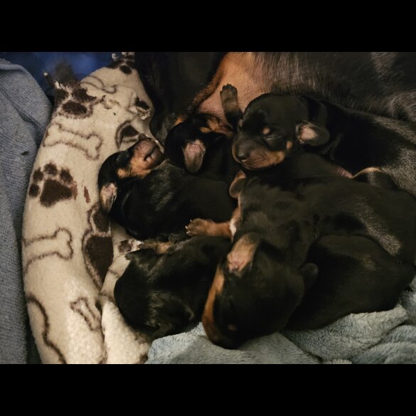 Dachshund (Standard &amp; Miniature) - Both