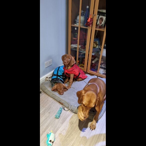 Hungarian Vizsla - Both