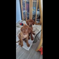 Hungarian Vizsla - Both