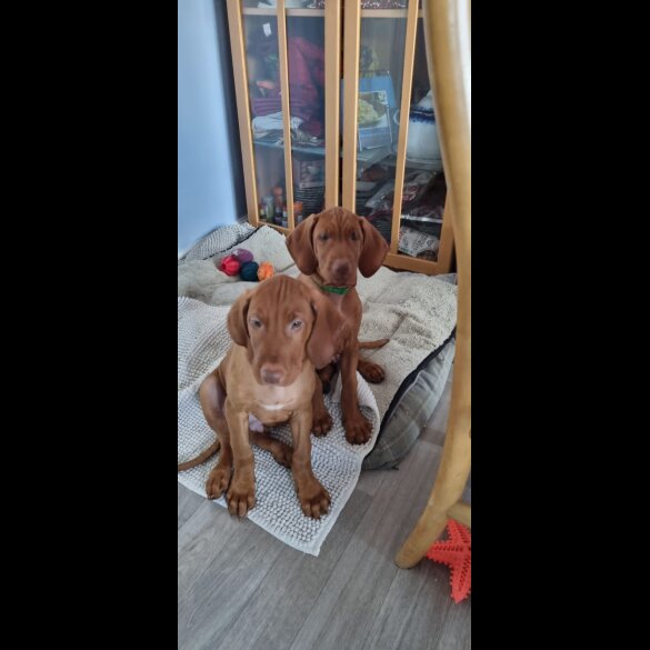 Hungarian Vizsla - Both