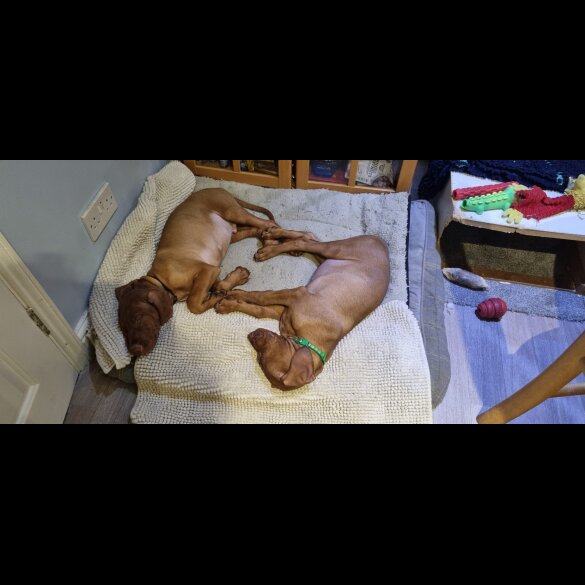 Hungarian Vizsla - Both