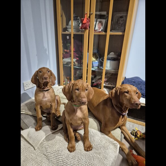 Hungarian Vizsla - Both