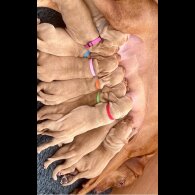 Hungarian Vizsla - Dogs