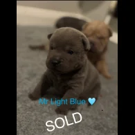 Shar Pei - Both