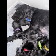Labradoodle - Bitches