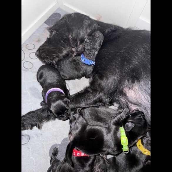 Labradoodle - Bitches