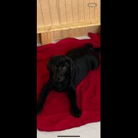 Labrador Retriever - Both