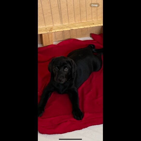 Labrador Retriever - Both