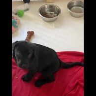 Labrador Retriever - Both