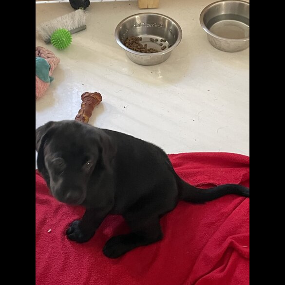 Labrador Retriever - Both